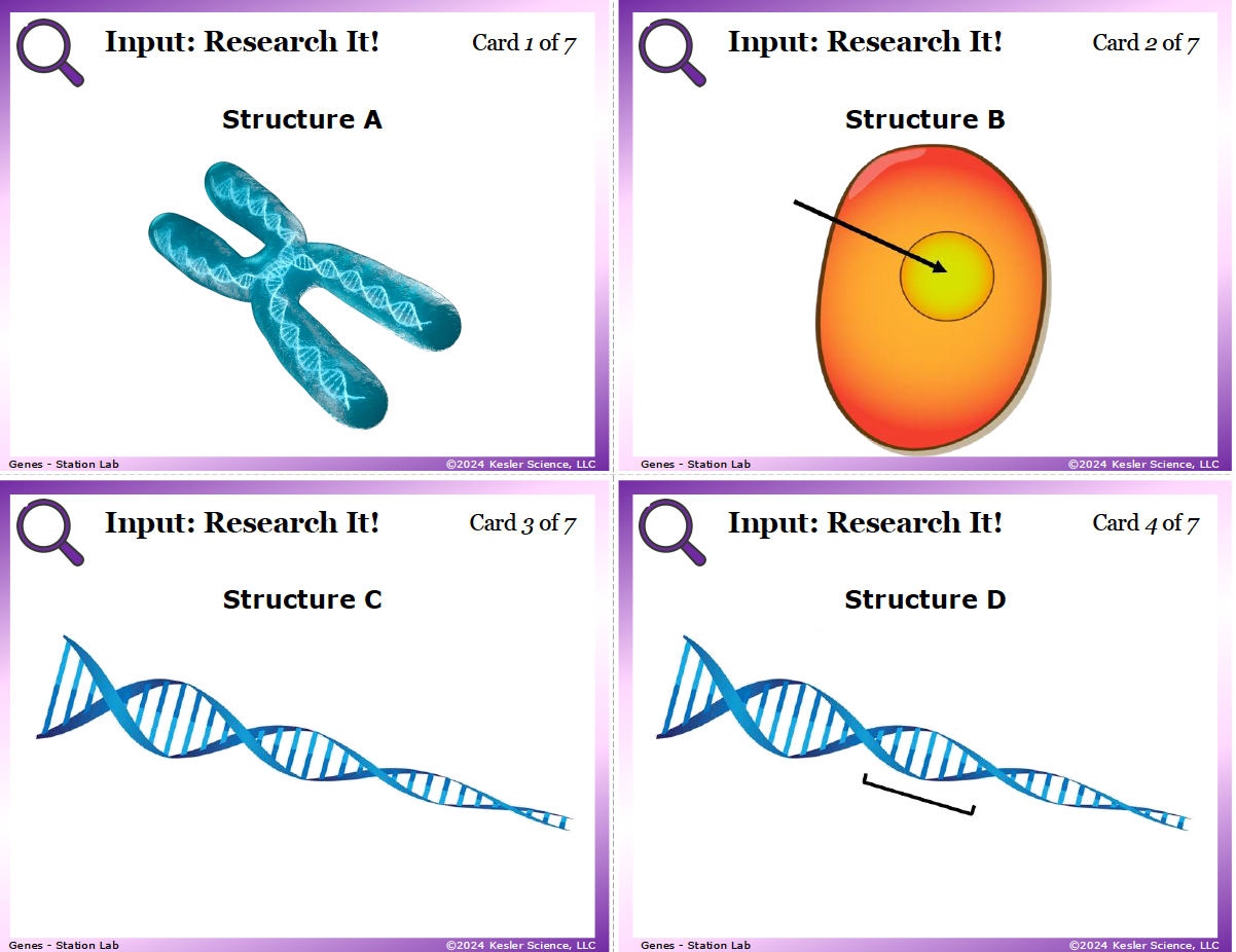 Genes Activity: 8 Hands-On Stations (TEKS 8.13B) | Kesler Science